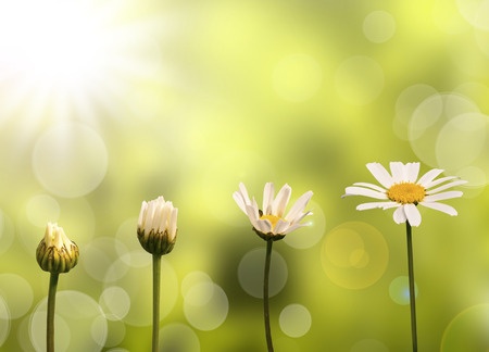 34044407 - daisies on green nature background, stages of growth